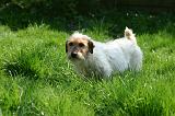 JACK RUSSEL 399